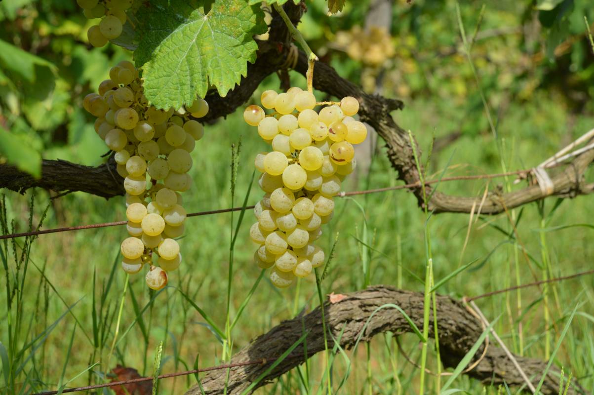 Degustazione Classica Casale del Giglio