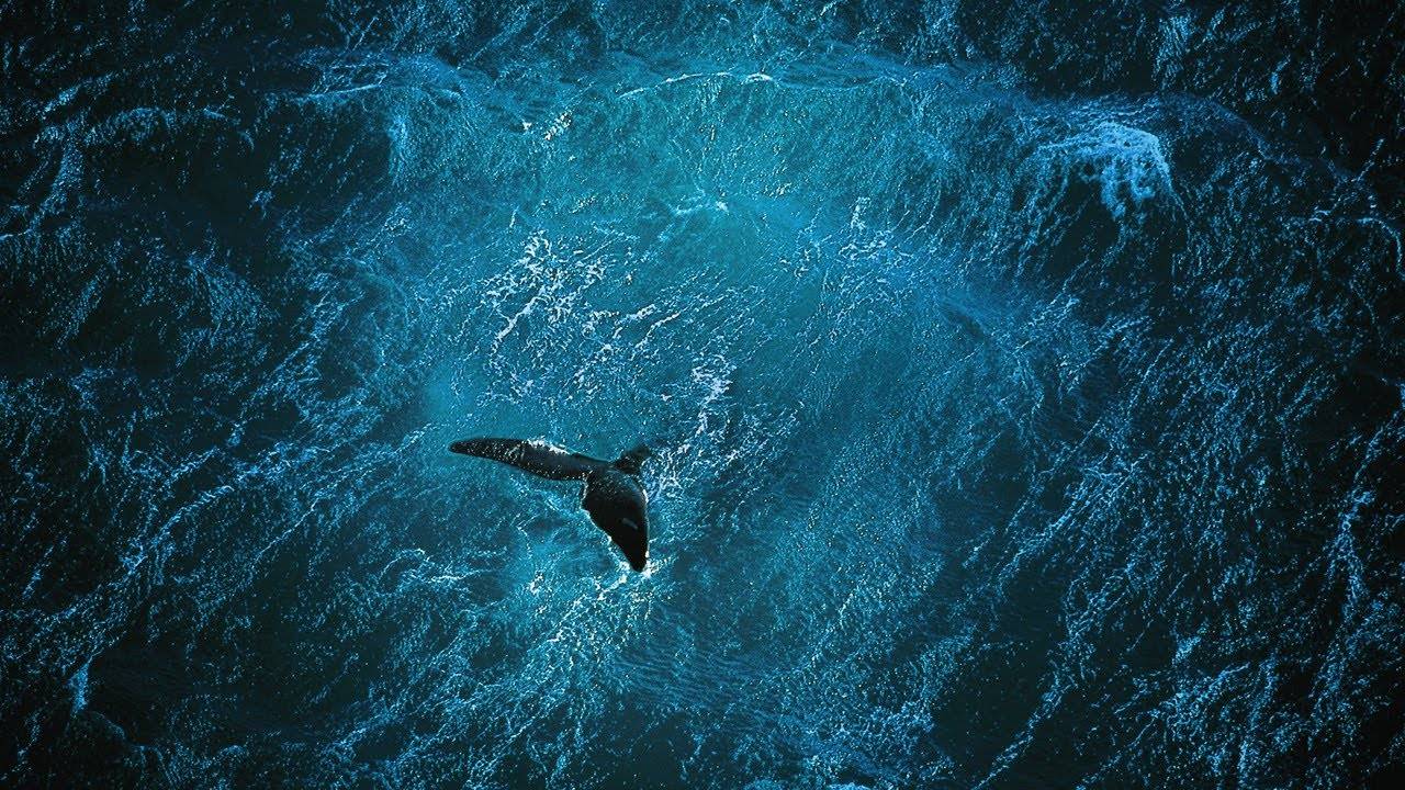 Le Passeggiate Poetiche nel Parco Nazionale del Circeo con la proiezione del doc Planet Ocean sonorizzato dal vivo da Interiors