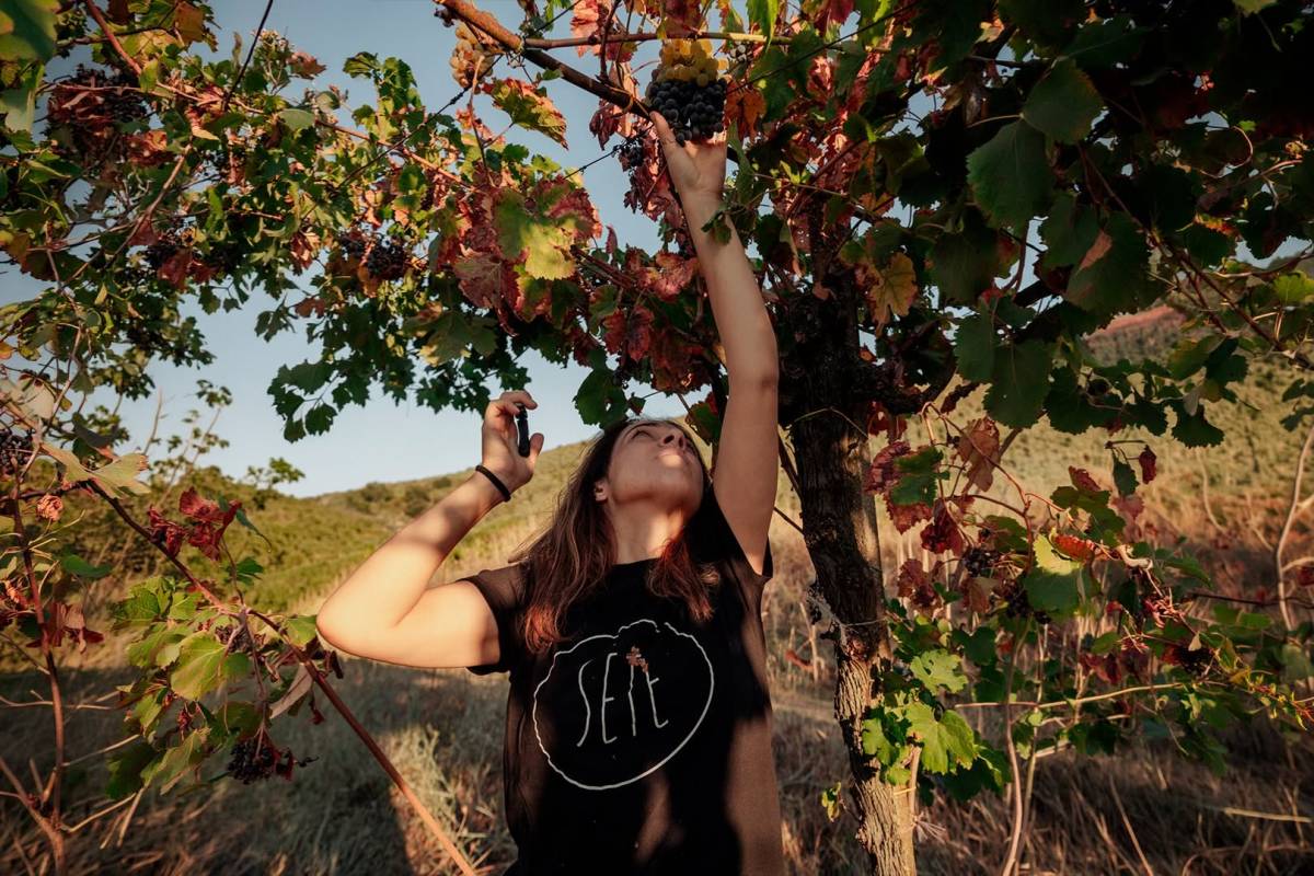 Dalla Vigna alla Cantina Progetto Sete